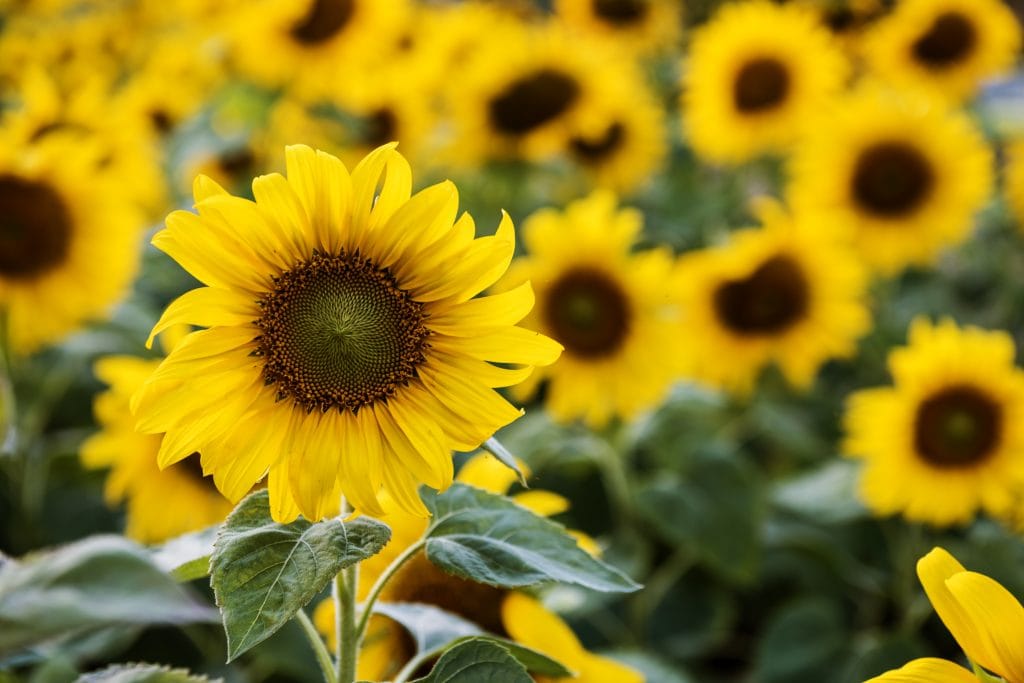 SC-Asset_Sunblog_ทานตะวัน-1024x683